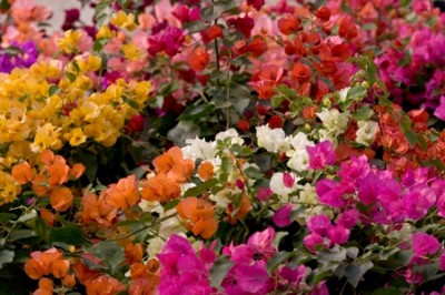 Fleurs de bougainvillea camaieu de couleurs