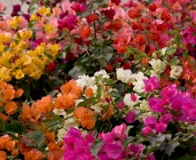 Fleurs de bougainvillea camaieu de couleurs
