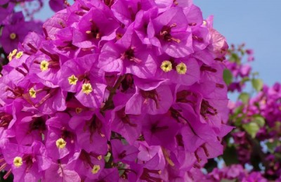 bougainvillier Violet de Mèze en pleine floraison