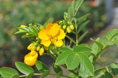 fleurs de cassia