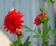 fleur de dahlia