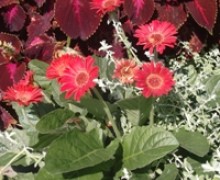 fleurs de gerbera au jardin