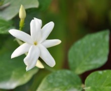 fleur de jasmin