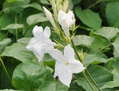 fleurs de mandevilla laxa