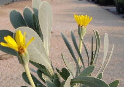 fleurs d'othonopsis