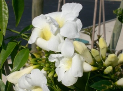 fleurs de pandoréa jasminoide