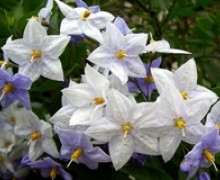 fleurs de solanum faux jasmin