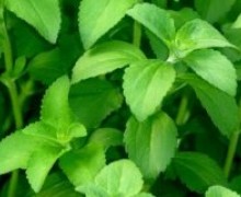 feuilles de stevia