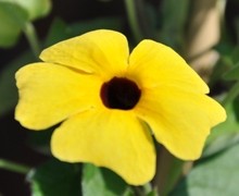 fleur de thumbergia suzanne aux yeux noirs