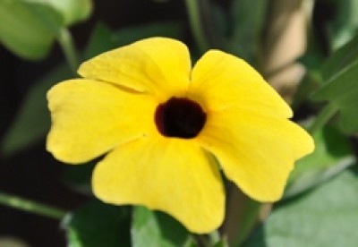 fleur de thumbergia suzanne aux yeux noirs